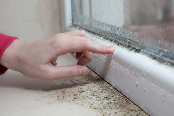 Forensic Mold Investigation in Dayton, NV
